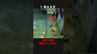 【トラウマ注意!】カメラが捉えた身の毛もよだつ心霊・恐怖映像! #shorts #心霊 #ゆっくり解説