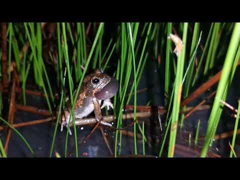 Cute frog makes ALIEN sound #11