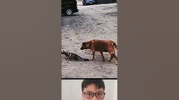 chú mèo rình mồi bị chú chó phá đám#shortvideo #funny #cute #memes #shortsfeed #short #song #art #ai