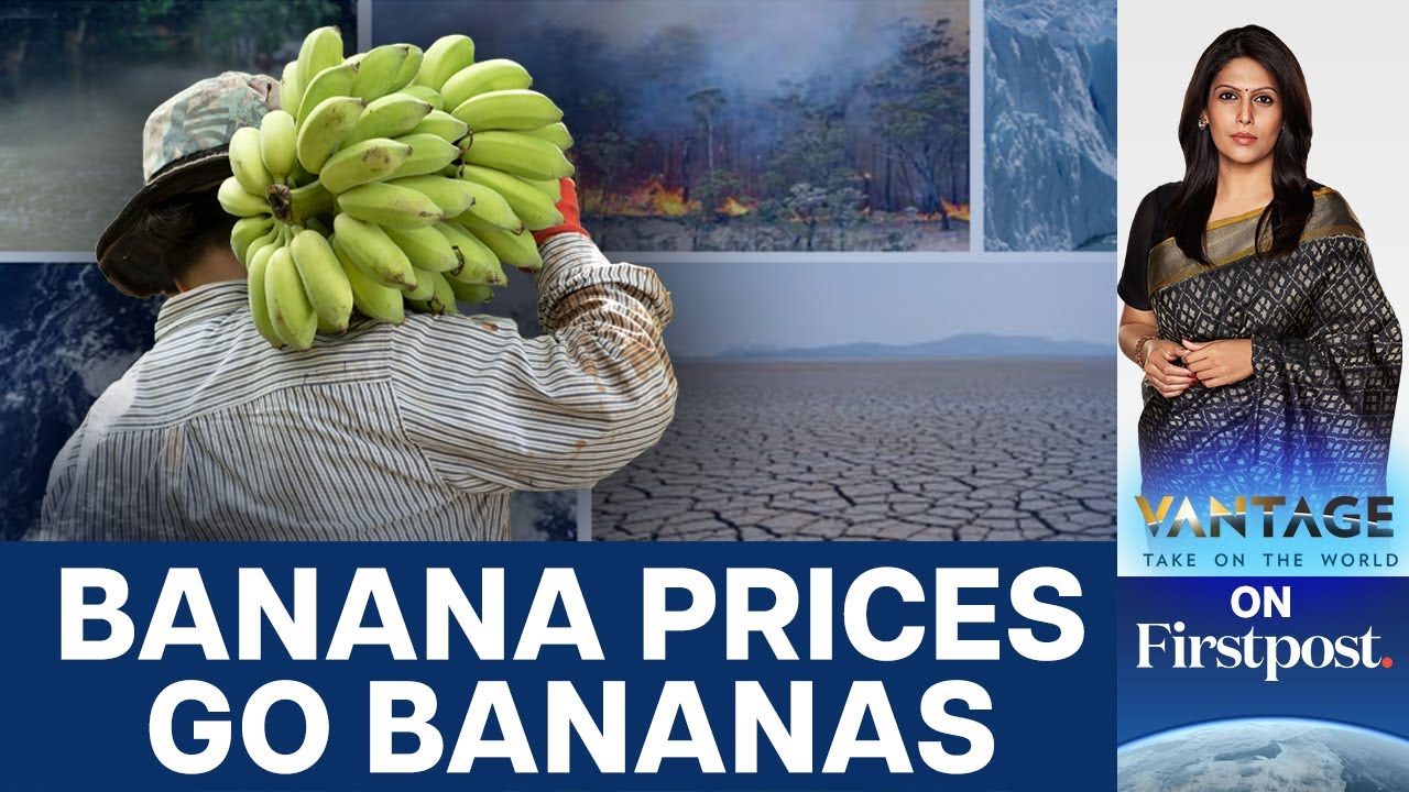 Your Bananas Will Get More Expensive Soon  Here's Why   Vantage with Palki Sharma