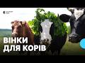 Прикрашають худобу вінками з дубового листя: історія давньої традиції на Львівщині
