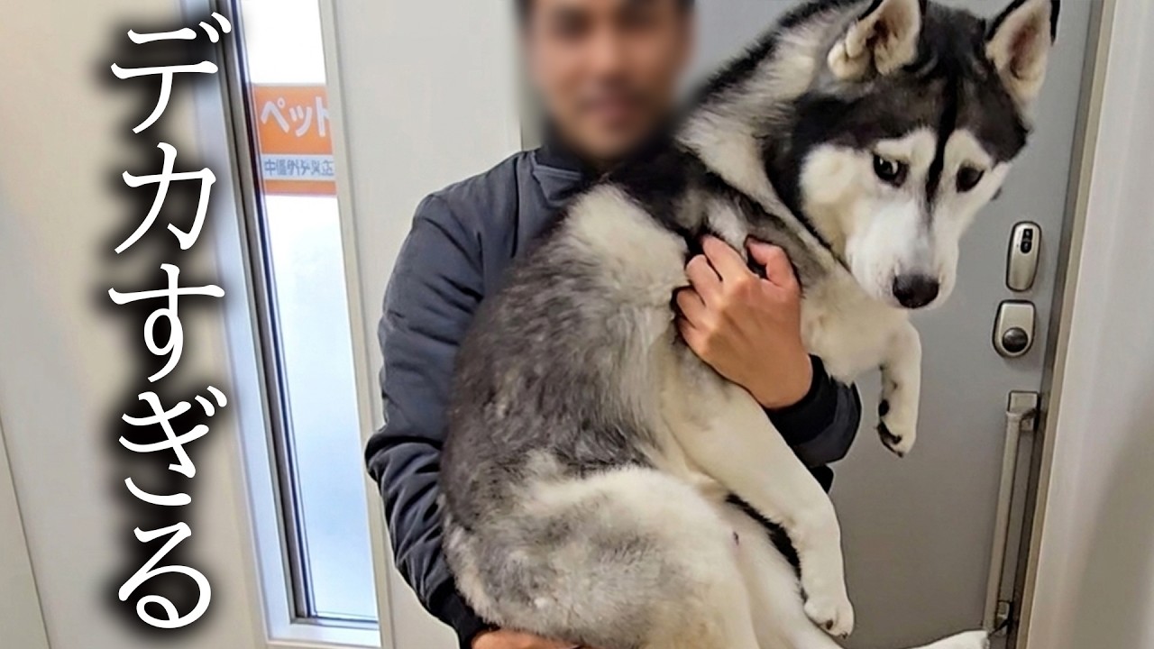 大好きな水道屋さんとのお別れに犬と猫がこうなっちゃいました...