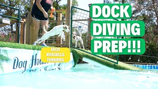 Dock Diving Prep (Jack Russell Terrier)