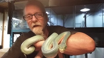 Advanced Green Tree Python Taming