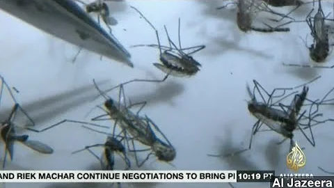 Chikungunya: The Mosquito-Borne Virus Explained