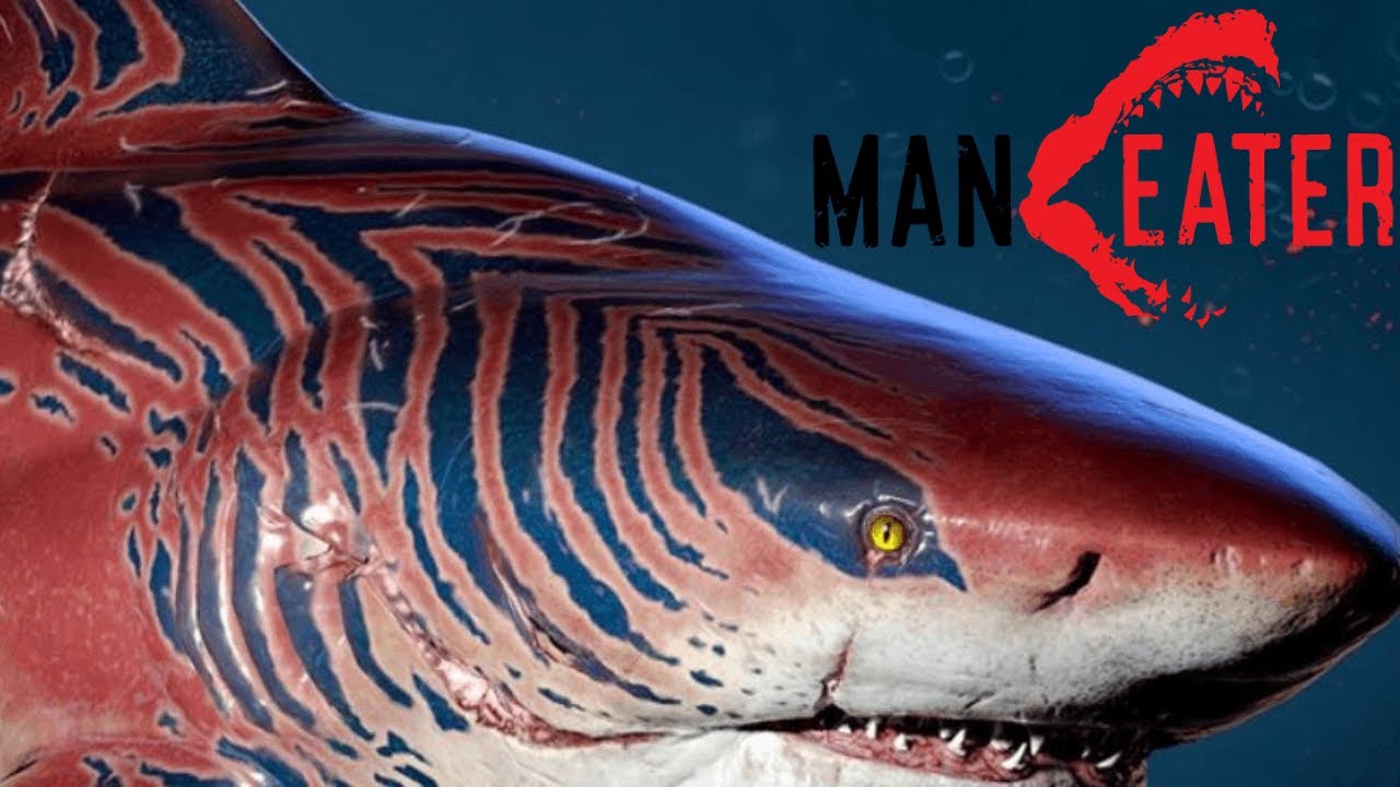maneater sharks maneater sharks