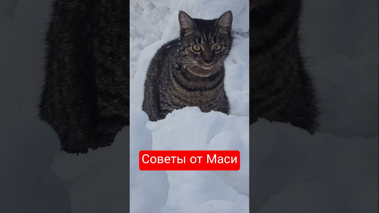 Мася плохого не посоветует 