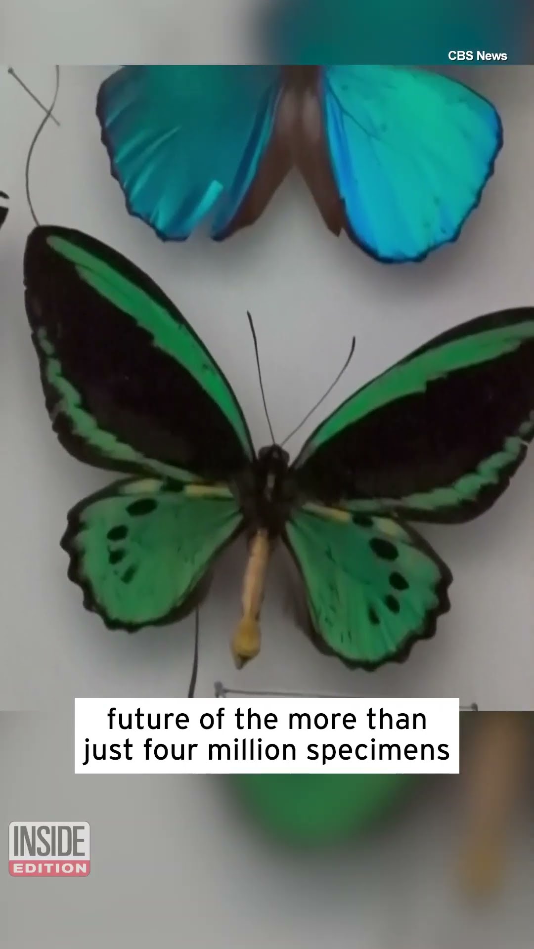 Check Out This Massive Collection of Butterflies #shorts