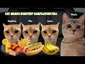 Cat memes roadtrip compilation full