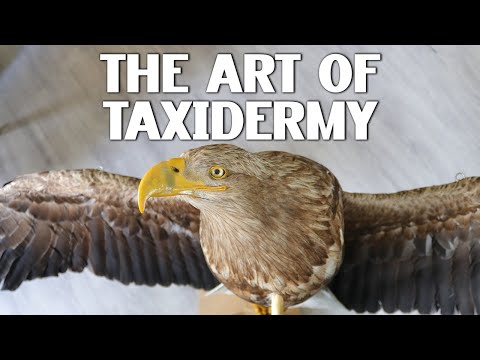Creating Bird Taxidermy