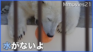 寒波襲来で今年のプール終了　床で滑るリラ　氷をガリガリデナリ