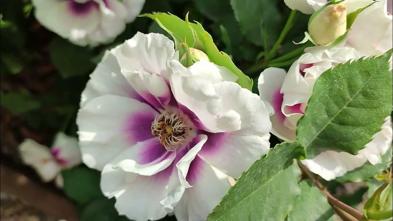 Роза Айс фо Ю в Подмосковье - YouTube