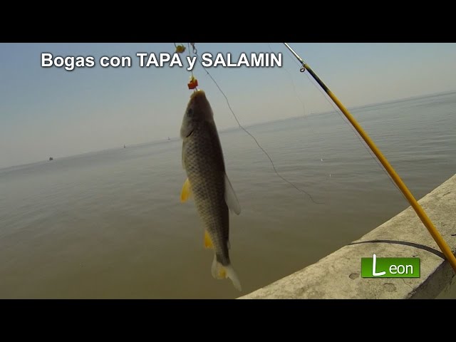 Pescar Bogas con TAPA y SALAMIN. Pescar bogas de rió. como pescar bogas 