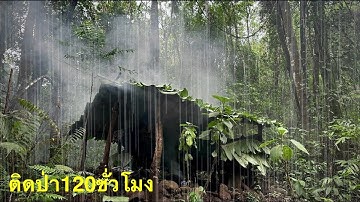 อยู่ป่ากับขาวดำ 5วัน4คืน สร้างที่พัก มุงหลังคา ฝนถล่มใสอีกรอบ สดชื่นกับบรรยากาศ