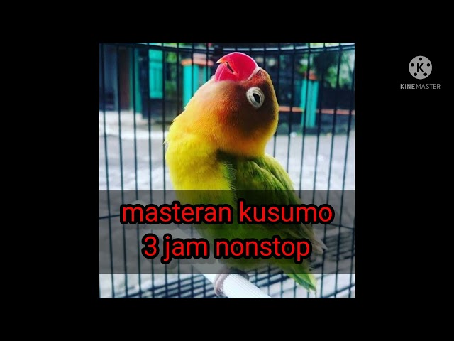 MASTERAN SUARA LOVEBIRD KUSUMO 3JAM NONSTOP class=