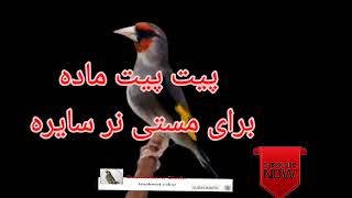 صدای سهره برای تحریک نر/ پیت پیت ماده سایره برای الحسون Goldfinch female sining #Parachinarbirds