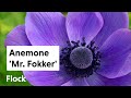 Planting Anemone coronaria &#39;Mr. Fokker&#39; — Ep. 139