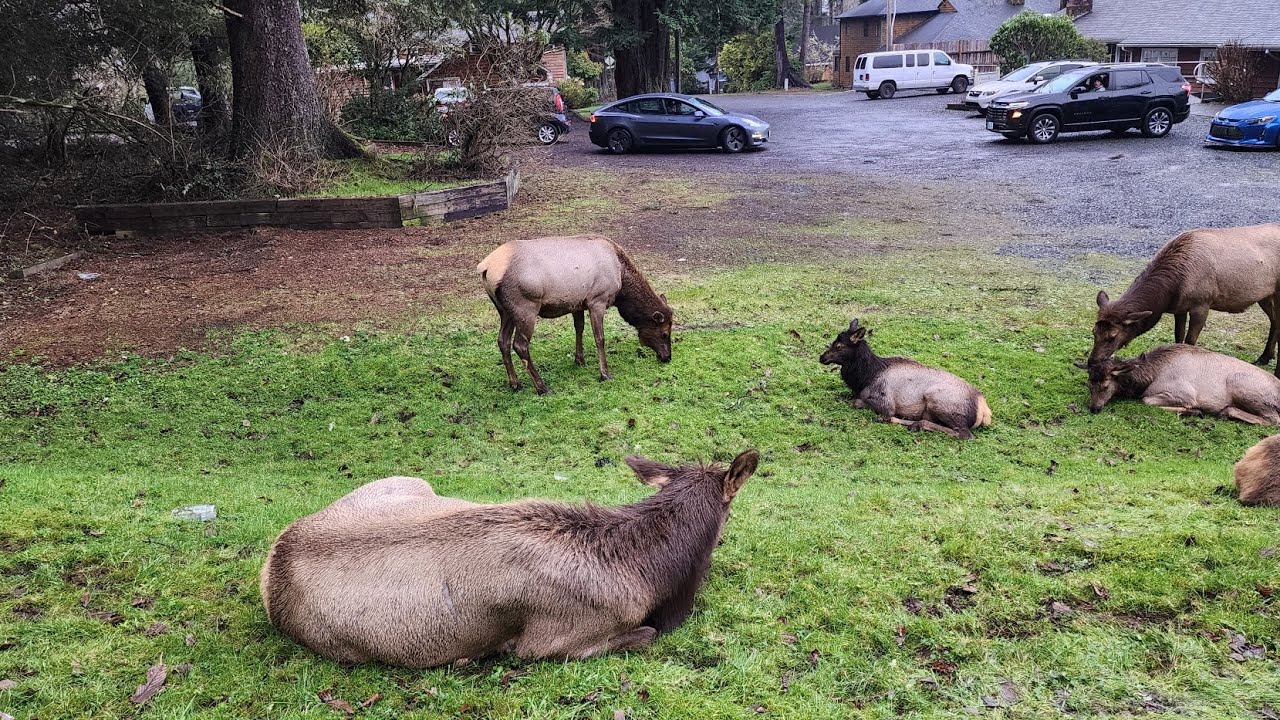 We found Santa's friends on the road, 