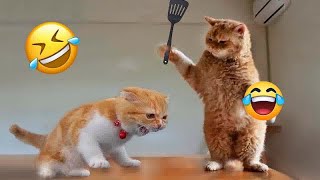 🐕😻 Best Cats Videos 🐕😹 Funny Animal Moments #15