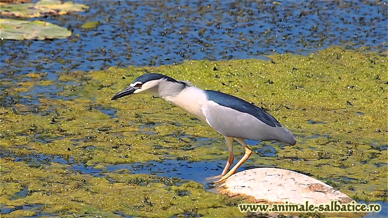 Starc de noapte vanand / Black-crowned Night Heron hunting (Nycticorax