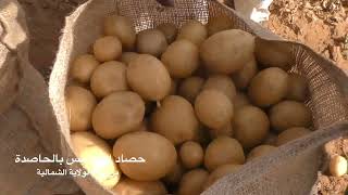 برنامج سنابل زيارة مزرعة محمد صالح للبطاطس معلومات عن تطور زراعته في السودان