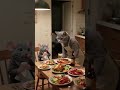 Look, the fighting cats are entertaining the peaceful mice, they are very happy #bluecat #Graymouse