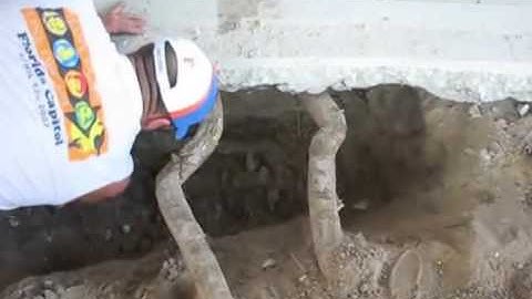 Oh No! Tree Roots Under the Foundation?! How to Protect Your Property