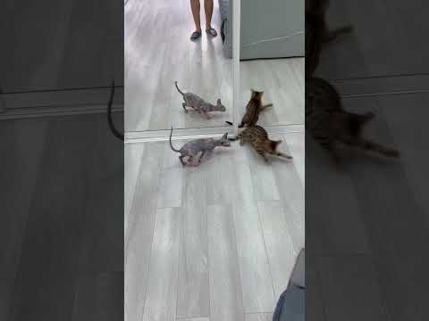 Знакомство бенгальской кошки и сфинкса #сфинксы #сфинкс #бенгальскаякошка #бенгал #2023 #лето