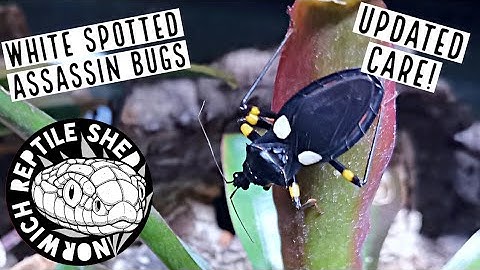 Updated Assassin Bug Care 2022! - Platymeris biggutatus