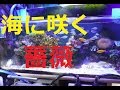 【サンゴ水槽】海に咲く薔薇を紹介