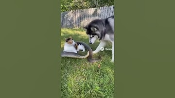 A puppy rescuing a kitten from a snake attack — A Story You Won’t Forget