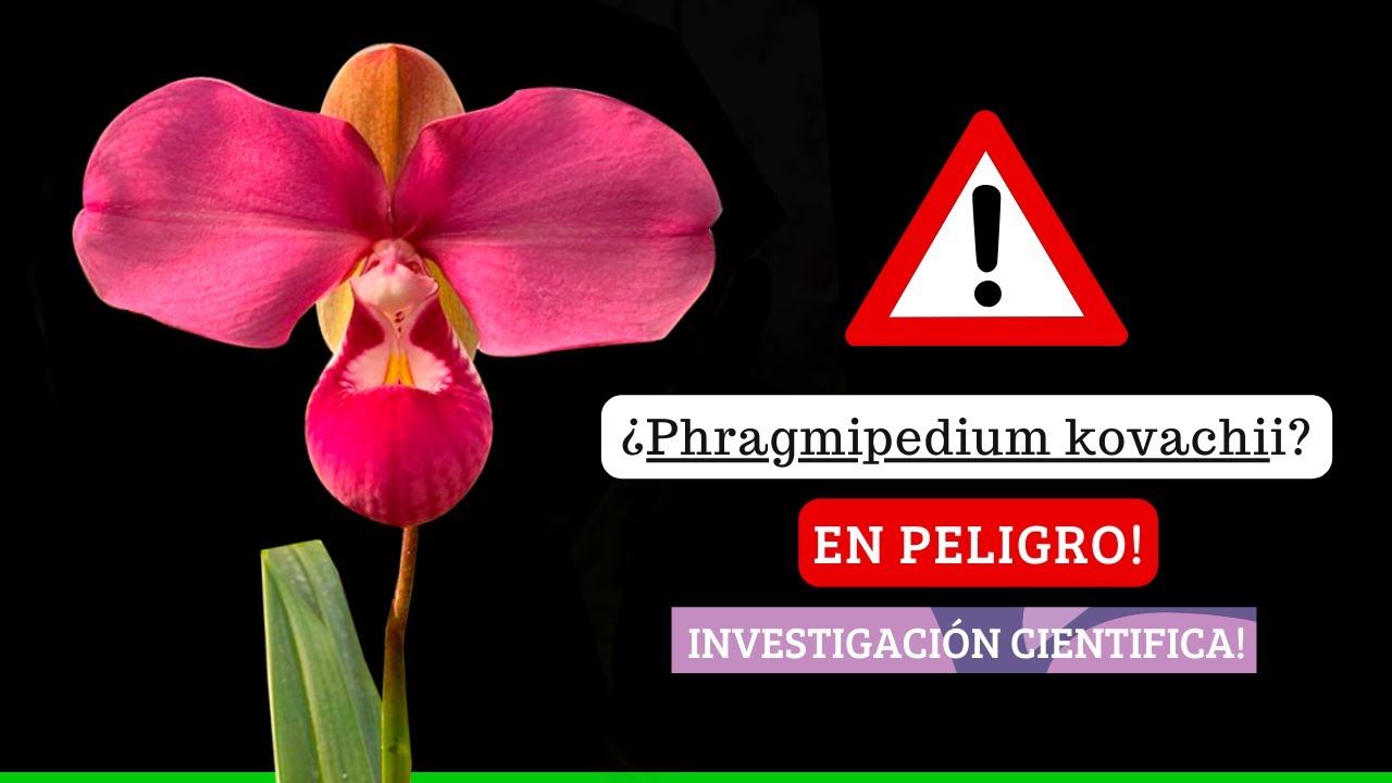 Phramipedium Kovachii - La orquídea más importante del Perú
