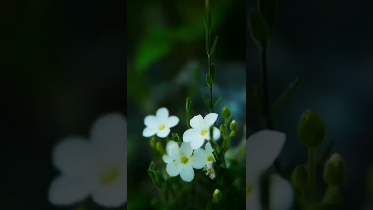 beauty of nature | Nature 4k scene | Full hd nature | flowers beauty | beautiful earth nature