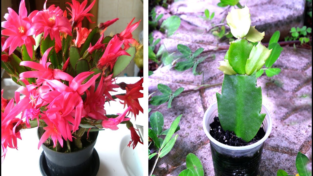 👉APRENDA A FAZER MUDAS DE FLOR DE MAIO + SUBSTRATO E ADUBO ORGÂNICO😍