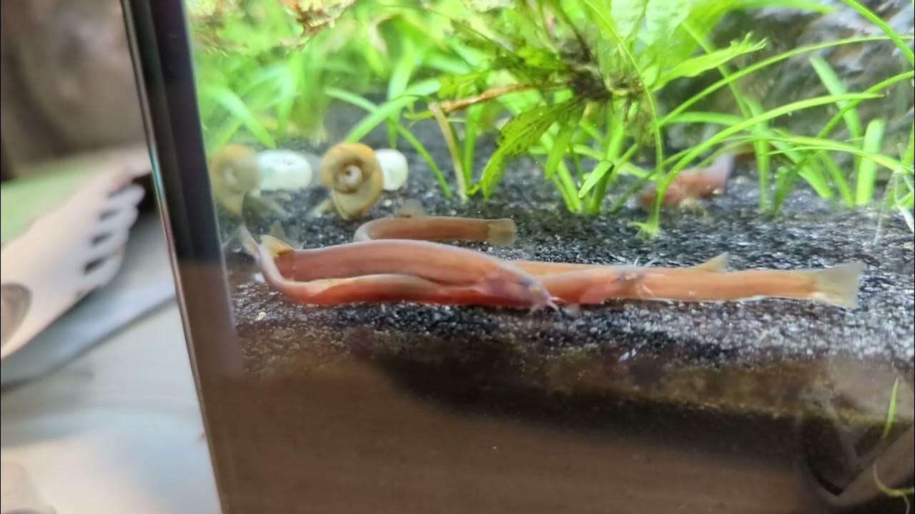Black Kuhli Loaches Eat on Snail YouTube