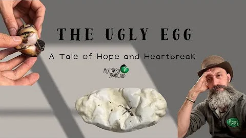 The Ugly Egg - A tale of hope and heartbreak 💔 