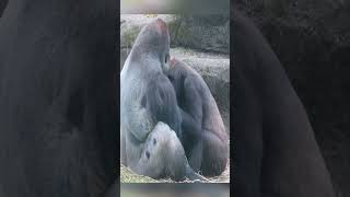 #Gorilla #ZooLife #GorillaLife #ZooAnimals