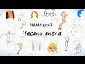 Части тела на немецком. Учим названия частей тела человека