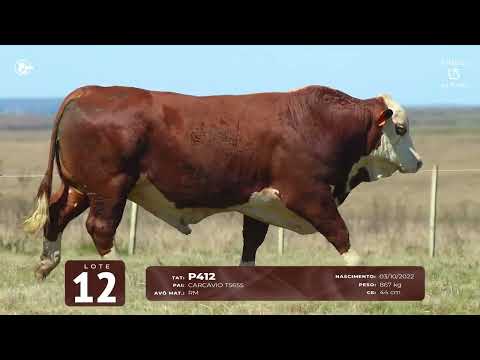 LOTE 12   TAT P412 M Braford