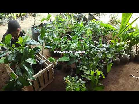 Dapatkan Bibit Kelengkeng Puangray Super Unggul (Proses Packing)