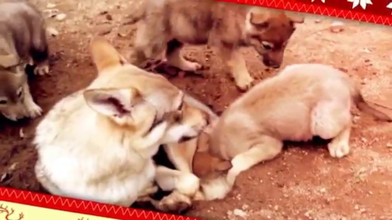 youtube capture frame Cachorros perro lobo checoslovaco enseñanzas de la madre