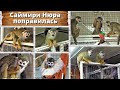 Саймири Нюра поправилась. Monkey recovered from illness.