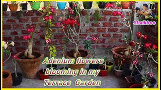 Adenium flowers blooming - Terrace Garden  -  Shaikhoo  - nature lover