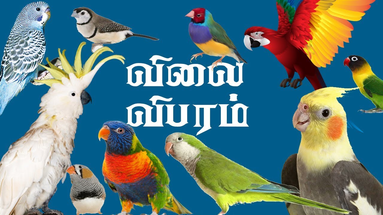 all birds price