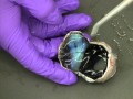 Fresh cow eye dissection (Part 2): Front of eye