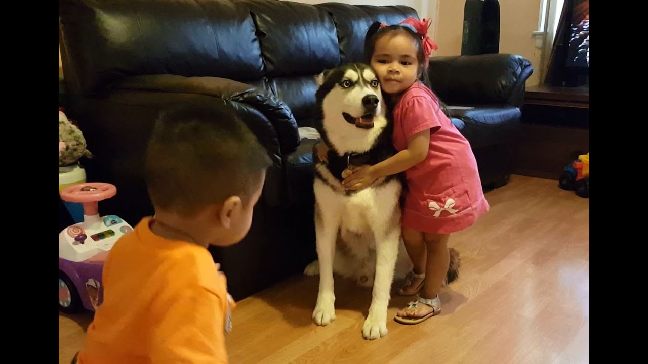 Siberian Husky Dog Loves Toddlers YouTube