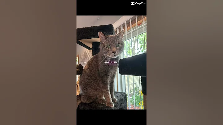 Video 11377781: kitten meow kitty cutecat, kitten pets cutecat kitty, meow kitty cutecat cats, meow kitty cutecat funny, meow kitty cute pet, kitten meow love pets