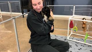 Talias Mint Female - Week 9