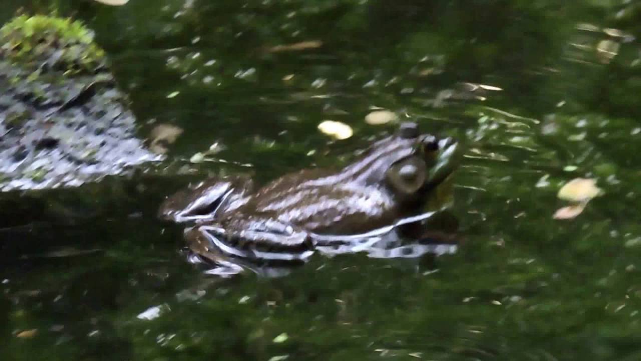 Capital Naturalist: Bullfrogs Calling