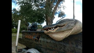 BACKWATER LIFE HUNTING GIANT ALLIGATORS